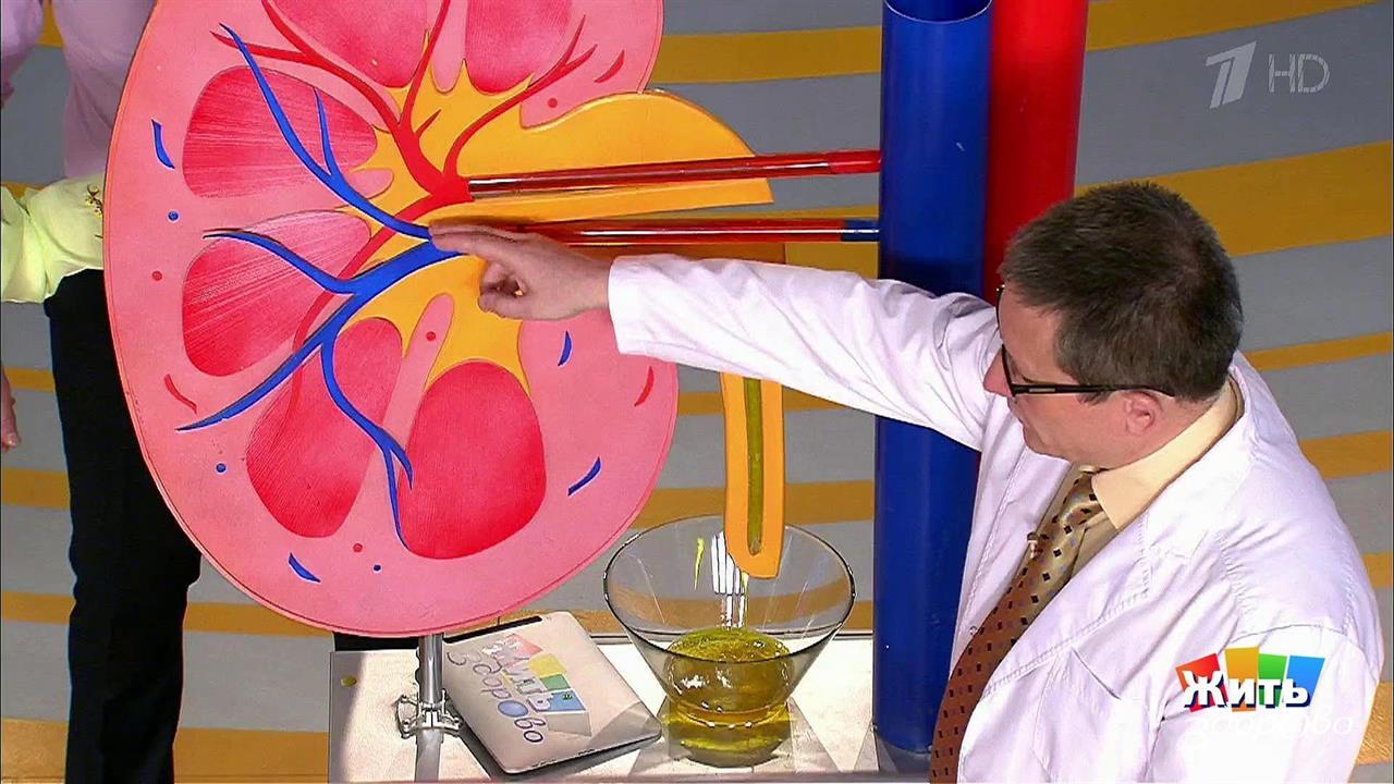 Что нужно знать о почках? Жить здорово! Фрагмент выпуска от 30.05.2017