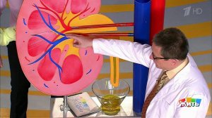 Что нужно знать о почках? Жить здорово! Фрагмент выпуска от 30.05.2017