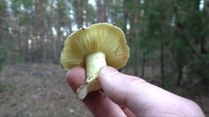 ОСЕННИЕ ГРИБЫ! ЗЕЛЕНУШКИ, СЫРОЕЖКИ И РЯДОВКИ! Осенний Лес Дарует Грибы! КАКИЕ ГРИБЫ РАСТУТ 1 НОЯБРЯ