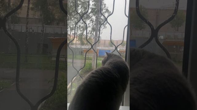 Пуша и плохая погода