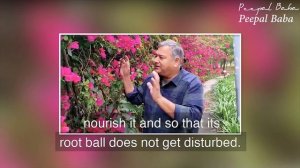 How to propogate the bougainvillea plant? | Peepal Baba