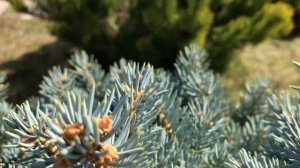 Ель колючая Глаука Глобоза/ Picea pungens Glauca Globosa