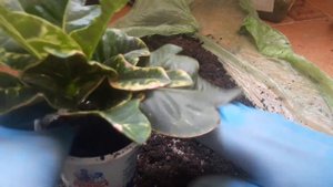 Кротон. Результаты черенкования/Croton. cutting results.