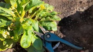 #примула #primula / Примула(лат. primula) отцвела. Что делать дальше начинающему садоводу ?