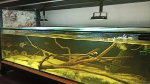 Аквариум с Геофагусами