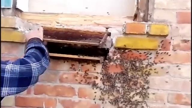 Как поймать рой пчел. Рой пчел в стене кирпичного дома. смотреть онлайн