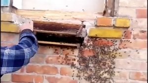 Как поймать рой пчел. Рой пчел в стене кирпичного дома.
