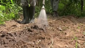 КЕНИЯ УДОБРЕНИЯ ИЗ ВОДЯНОГО ГИАЦИНТА