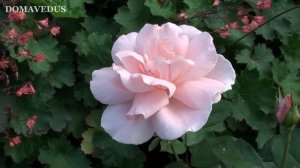 Чем Подкормить Розы в Августе - Лучшая Схема из Двух Подкормок