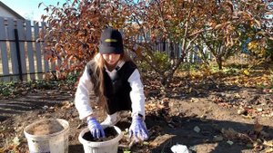 Как пересаживать мяту и мелиссу из открытого грунта и не повредить корневую систему