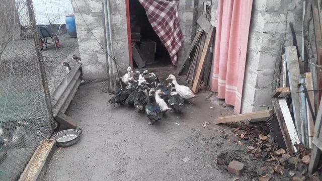 Новые утки в хозяйстве/Мускусные утки/Утки шипуны/Наш птичий двор смотреть онлайн