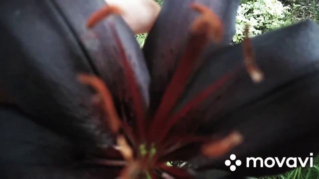 Чёрная лилия. "Hightrider". "Ночной всадник".#черная_лилия, #nightrider смотреть онлайн