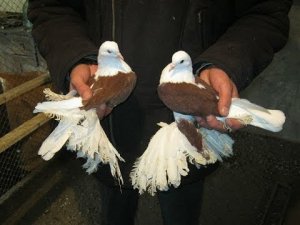 Северокавказские голуби бойные! В гостях у Ивана Сергеевича г Будённовск!