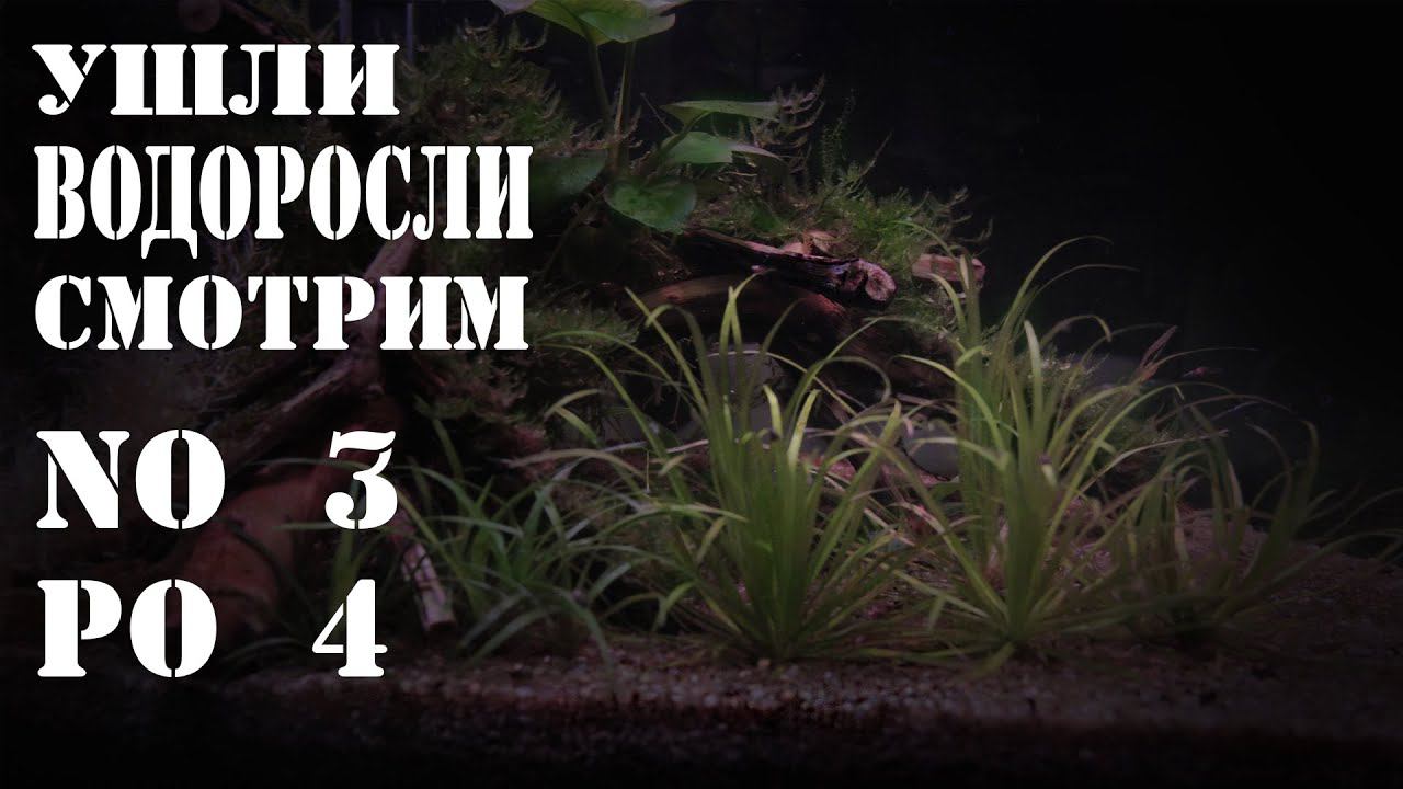 АКВАРИУМ на ЗЕМЛЕ без ВОДОРОСЛЕЙ смотрим Фосфат-Нитрат  #запускаквариума #борьбасводорослями