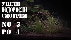 АКВАРИУМ на ЗЕМЛЕ без ВОДОРОСЛЕЙ смотрим Фосфат-Нитрат #запускаквариума #борьбасводорослями