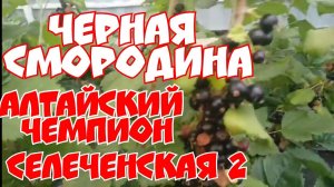 Черная смородина Алтайский чемпион, и Московская 17!