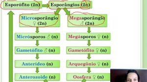 Pteridófitas - parte 2