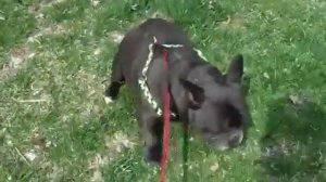 Собака боится    пукать