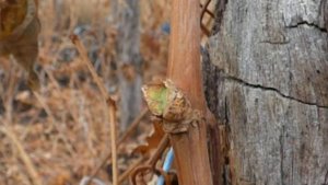 Строение глазка винограда.