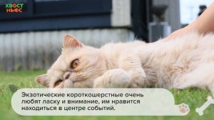 Экзот (экзотическая короткошерстная) кошка. Все о породе