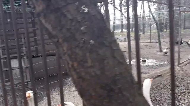 Заблудились❗❔Ох и Сусанин?Еды много не бывает?Дети любят животных? смотреть онлайн