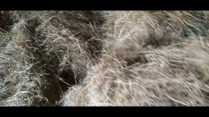 Нашла клад Куры прячут яйца