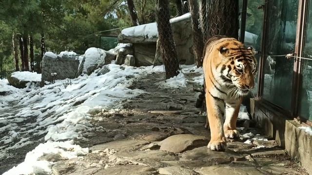 ГЕЛЕНДЖИК. САФАРИ-ПАРК ЗИМОЙ. ЖИВОТНЫЕ И СНЕГ. смотреть онлайн