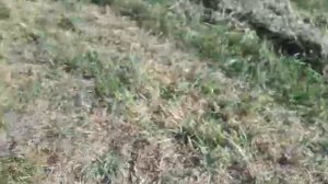 люцерна  или   суданка  что  лучше  ???###### 2021