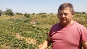 Клубника Альбион на соломе в жару без притенения