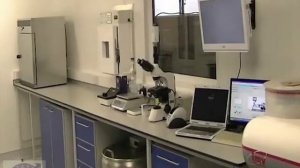 Станция искусственного осеменения свиней