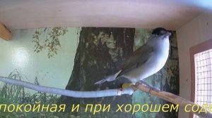 Славка черноголовая