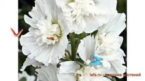 Роза обыкновенная Вайт ? обыкновенная роза Вайт обзор: как сажать, семена розы Вайт