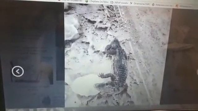 В Башкирии около трассы нашли крокодила! Он пытался принести весну. смотреть онлайн