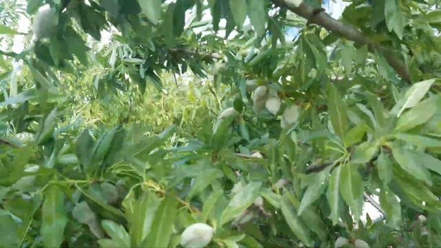 Миндаль,сорт Никитский 22-40 смотреть онлайн