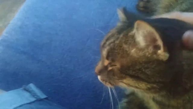 Чистка ушей коту смотреть онлайн