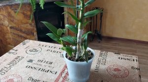 Орхидея Дендробиум Фаленопсис. Уход в активной фазе роста.