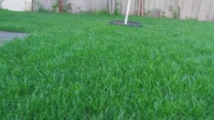 РУЛОННЫЙ ГАЗОН СПУСТЯ МЕСЯЦ ПОСЛЕ УКЛАДКИ