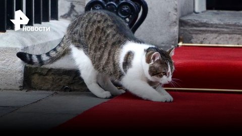 "Единственный кандидат с чистыми лапками": в предвыборную гонку в Британии включился кот Ларри / РЕН