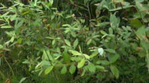 Бездонное озеро. Солнечногорск