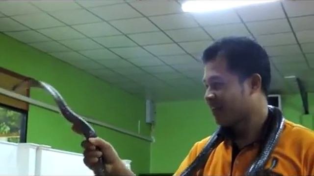 Королевская кобра атакует Видео! - Www.fassen.net-Видео сёрфинг | кобра змеи видео