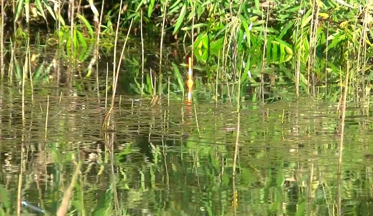 Кинул ПОПЛАВОК под куст , сразу ПОКЛЁВКА ! смотреть онлайн