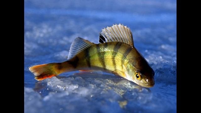 Окунь.??? Факты про окуней смотреть онлайн