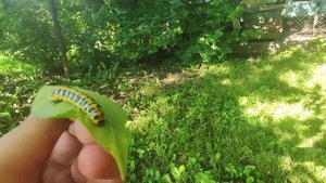 Неожиданно нашли милую гусеницу в огороде...