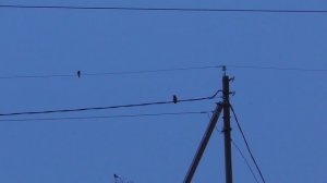 Crow Hunting mart 23