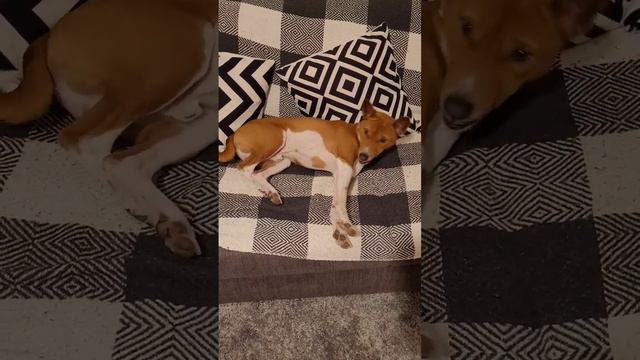 басенджи любит по болтать #басенджи #basenji talk