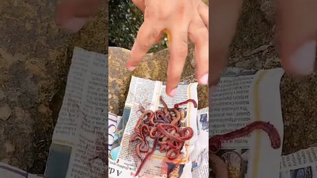 Как Юсаф рыбу ловил|СТРИМ| Аравийское море смотреть онлайн