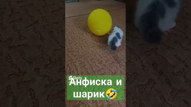 Анфиска и шарик🤣