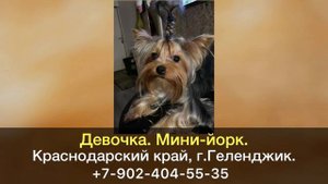 Пропала собака! Девочка. Мини-йорк. Краснодарский край, г.Геленджик.