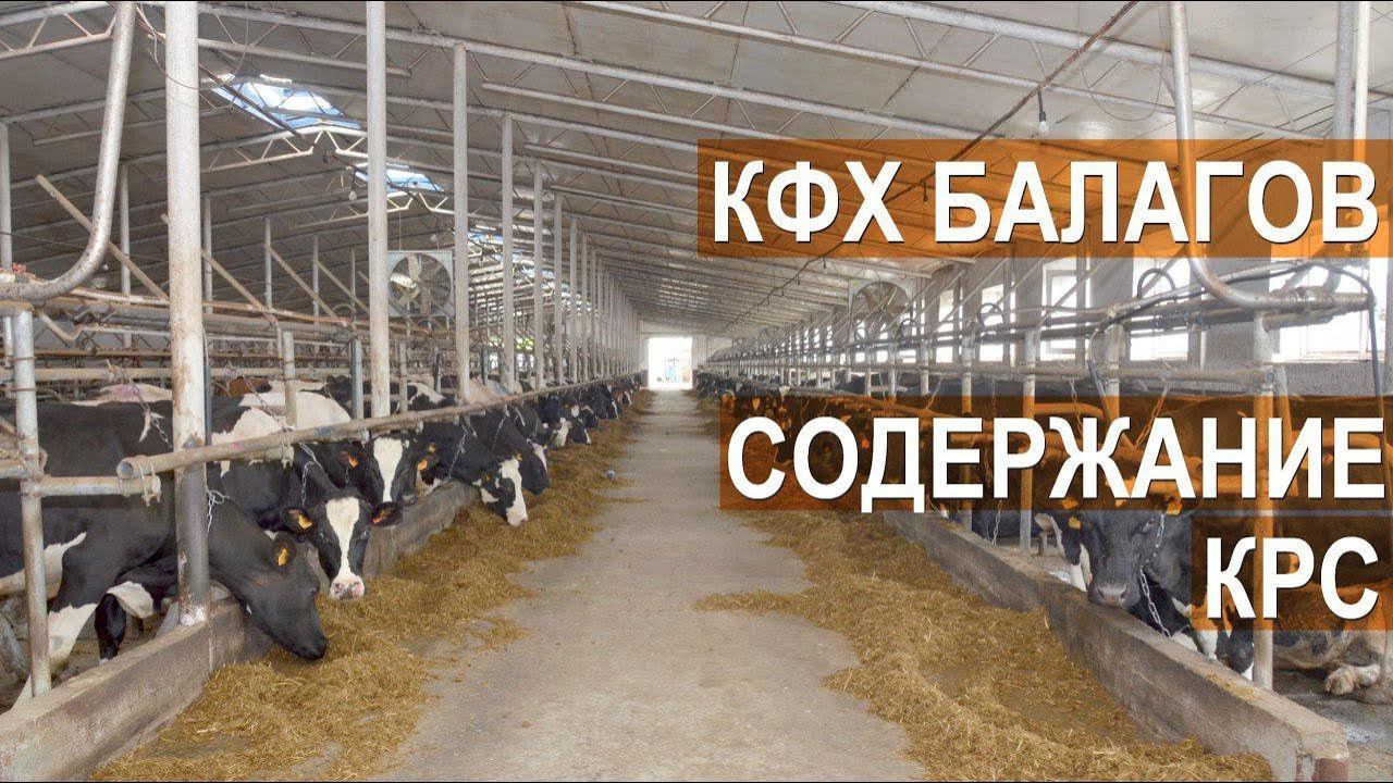 Телята кабардино балкарии. Скот фермерского хозяйства. Фермерские хозяйства Кабардино Балкарии. Содержание молочных коров. Ферма Балагова в Баксане.