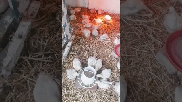КОББ 500. Бройлерам 15 дней